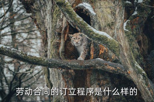 勞動(dòng)合同的訂立程序是什么樣的