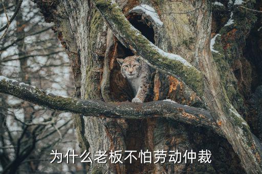 為什么老板都不怕勞動(dòng)仲裁，當(dāng)老板的怕勞動(dòng)仲裁嗎 為什么怕老板