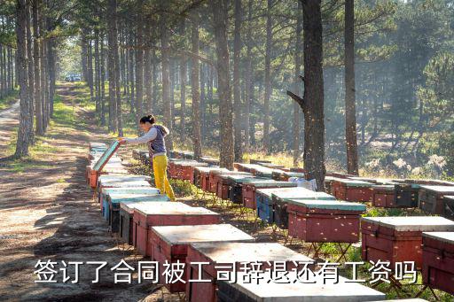 簽了勞務(wù)合同被開(kāi)除有工資嗎，簽合同了被開(kāi)除了還有工資拿嗎