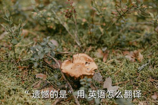 “ 遺憾的是”用 英語怎么翻譯