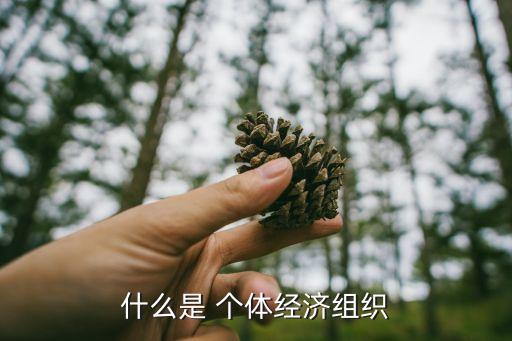 什么是 個體經濟組織