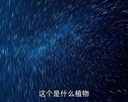 這個(gè)是什么植物