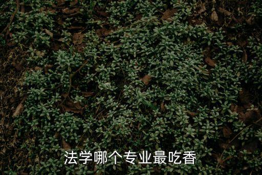 法學(xué)哪個(gè)專業(yè)最吃香