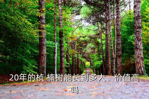 楨楠樹