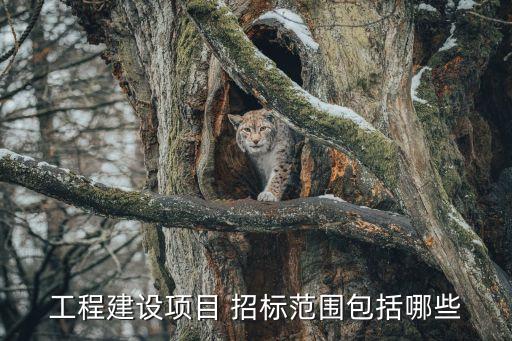 建設(shè)工程招標(biāo)