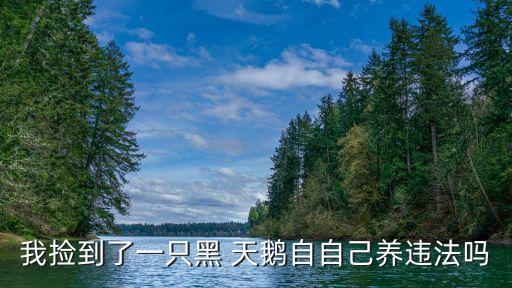我撿到了一只黑 天鵝自自己養(yǎng)違法嗎