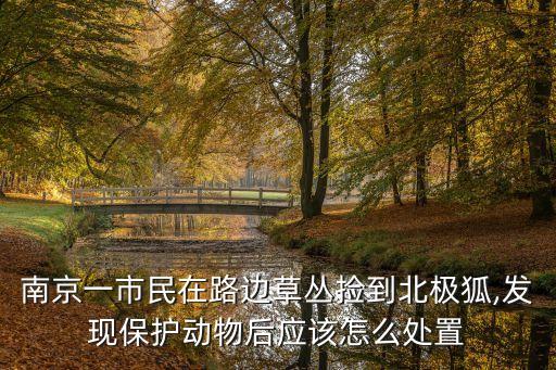 南京一市民在路邊草叢撿到北極狐,發(fā)現(xiàn)保護(hù)動(dòng)物后應(yīng)該怎么處置