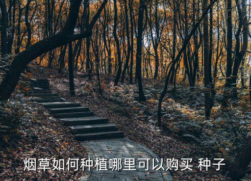 出售煙葉種子,煙葉種子在哪里買