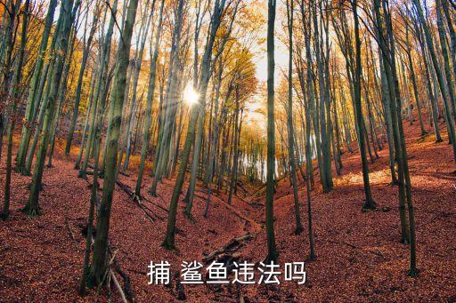 捕 鯊魚違法嗎
