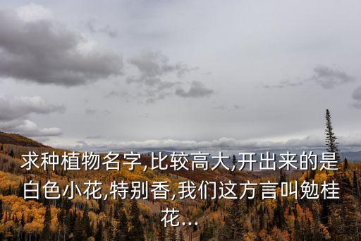 求種植物名字,比較高大,開出來的是白色小花,特別香,我們這方言叫勉桂花...