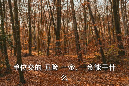 單位交的 五險 一金, 一金能干什么