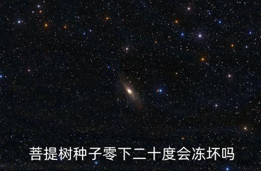 菩提榕