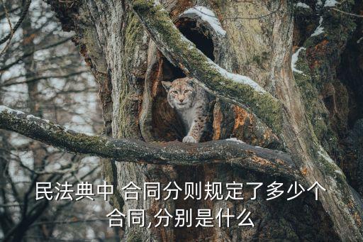  民法典中 合同分則規(guī)定了多少個 合同,分別是什么