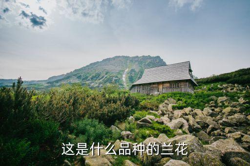 這是什么品種的蘭花