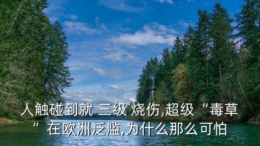 人觸碰到就 三級 燒傷,超級“毒草”在歐洲泛濫,為什么那么可怕