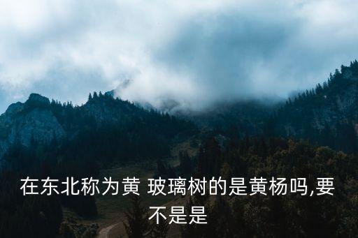 黃玻璃樹