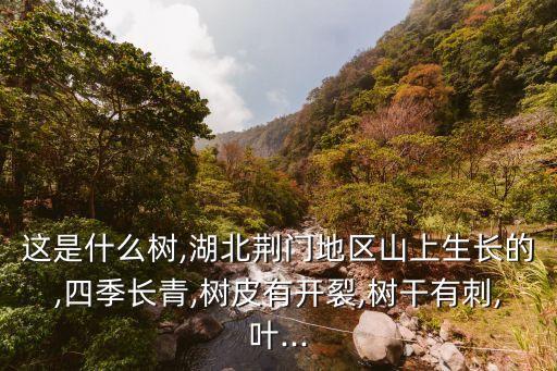 這是什么樹(shù),湖北荊門(mén)地區(qū)山上生長(zhǎng)的,四季長(zhǎng)青,樹(shù)皮有開(kāi)裂,樹(shù)干有刺,葉...