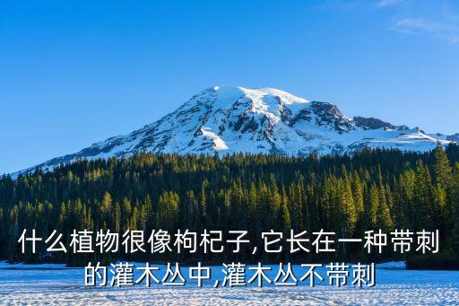 什么植物很像枸杞子,它長(zhǎng)在一種帶刺的灌木叢中,灌木叢不帶刺