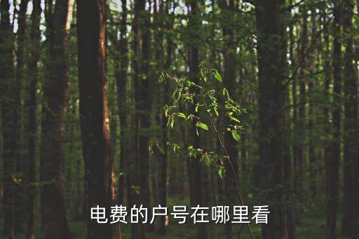 電費(fèi)的戶號(hào)在哪里看