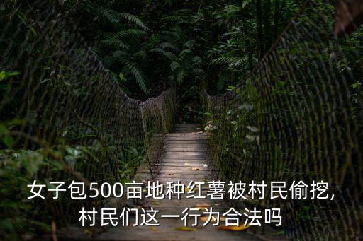 女子包500畝地種紅薯被村民偷挖,村民們這一行為合法嗎