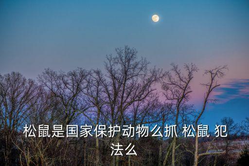  松鼠是國(guó)家保護(hù)動(dòng)物么抓 松鼠 犯法么