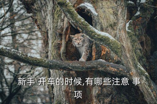 新手開車注意事項,高速新手開車注意事項