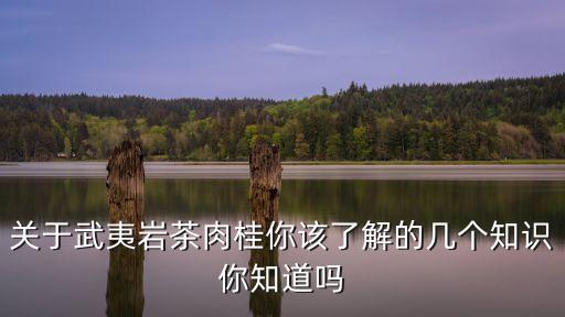 關(guān)于武夷巖茶肉桂你該了解的幾個(gè)知識你知道嗎