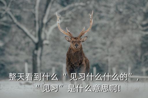 整天看到什么“ 見習什么什么的”,“ 見習”是什么意思啊!