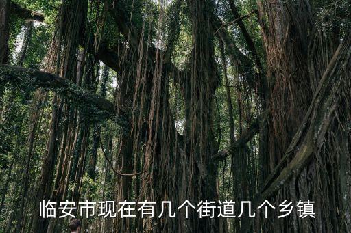 臨安橫畈老大