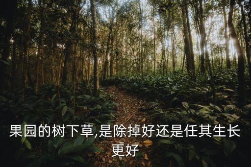 糖蜜草
