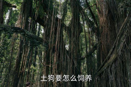 土狗養(yǎng)殖棚搭建圖,養(yǎng)100只肉狗成本利潤