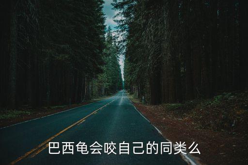 蛛網(wǎng)龜