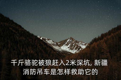 千斤駱駝被狼趕入2米深坑, 新疆 消防吊車是怎樣救助它的