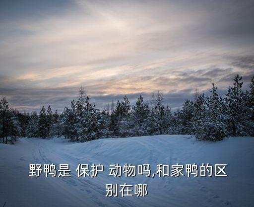 野鴨是保護(hù)動(dòng)物嗎,抓一只野鴨判多少年