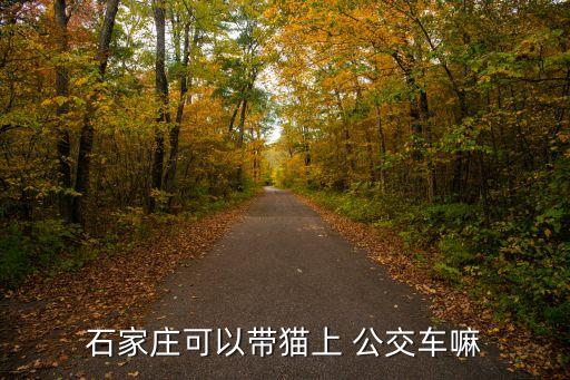公交車(chē)能帶貓嗎,動(dòng)車(chē)可以帶寵物貓上去嗎