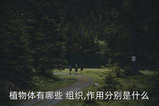 植物體有哪些 組織,作用分別是什么