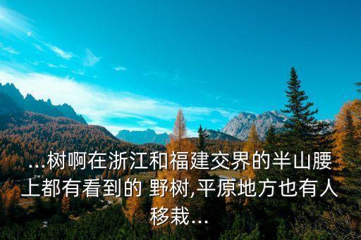 ...樹啊在浙江和福建交界的半山腰上都有看到的 野樹,平原地方也有人移栽...