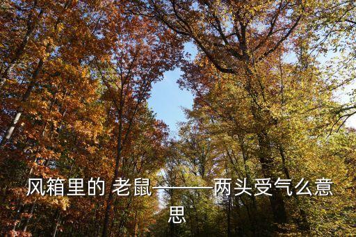 老鼠鉆風(fēng)箱