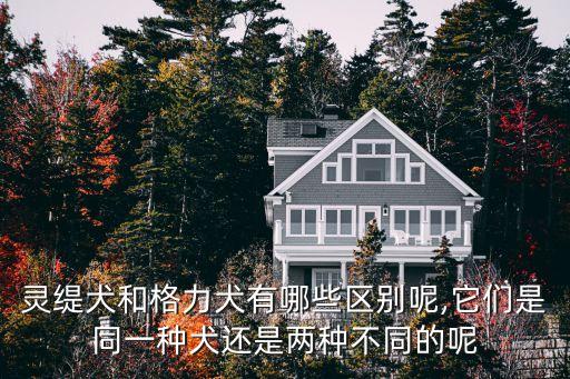 靈緹犬和格力犬有哪些區(qū)別呢,它們是同一種犬還是兩種不同的呢