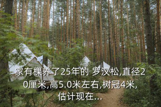 羅漢松一棵多少錢(qián),3米羅漢松一棵多少錢(qián)