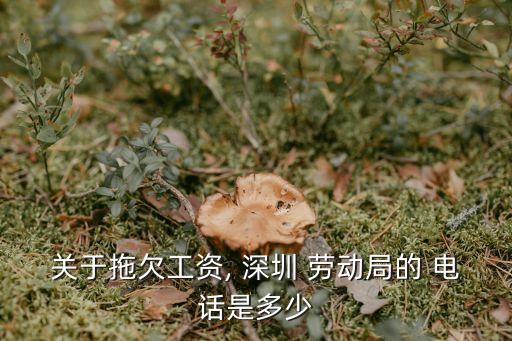 關(guān)于拖欠工資, 深圳 勞動局的 電話是多少