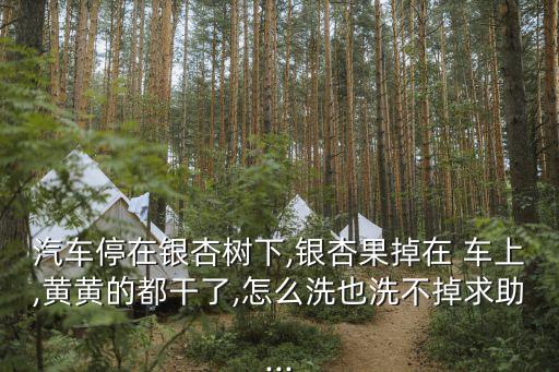 汽車停在銀杏樹下,銀杏果掉在 車上,黃黃的都干了,怎么洗也洗不掉求助...