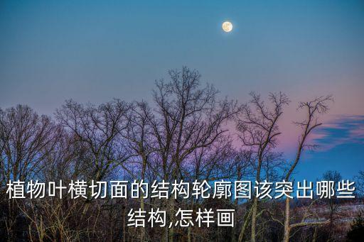 葉片的結(jié)構(gòu)圖,初中生物葉片的結(jié)構(gòu)圖