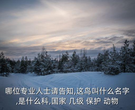 老鷹是幾級(jí)保護(hù)動(dòng)物,老鷹爪子可以治抽搐嗎