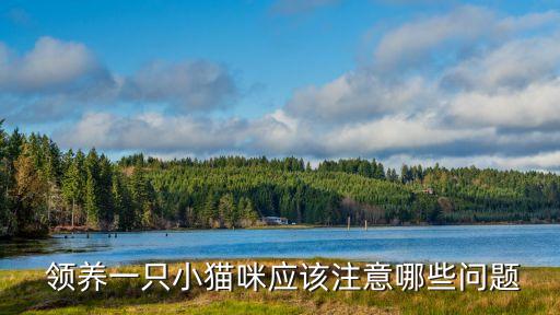貓咪領(lǐng)養(yǎng)協(xié)議