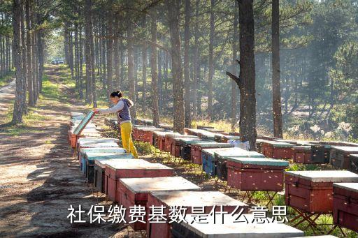 個(gè)人繳費(fèi)基數(shù)是什么意思，社保繳費(fèi)基數(shù)是什么意思