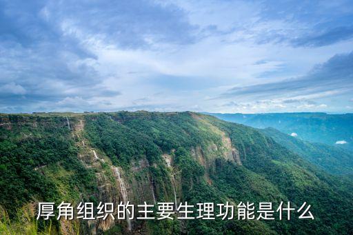 厚角組織的主要生理功能是什么