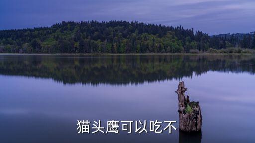 貓頭鷹可以吃不