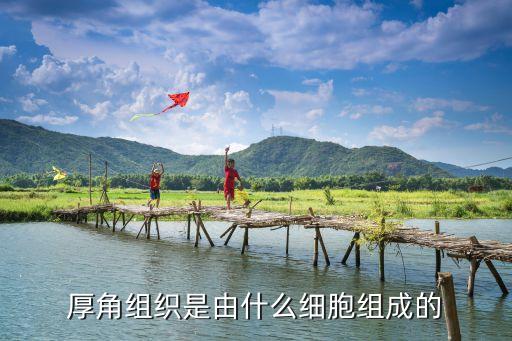 厚角組織，厚角組織的分布