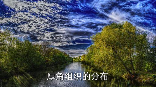 厚角組織的分布